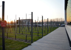 Een zomeravondshot midden maart